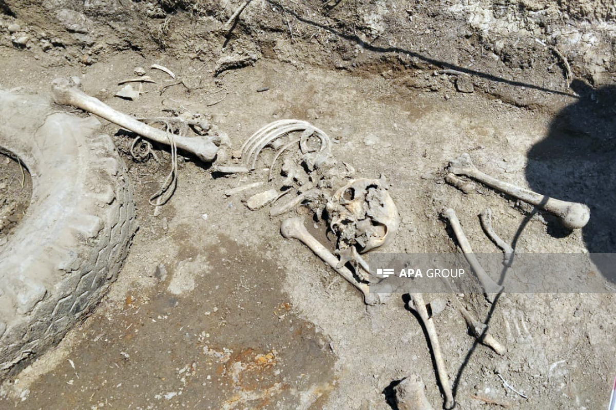Azerbaijan discovers bone fragments in liberated Sugovushan settlement