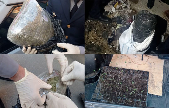 Bakıda narkokuryerlərdən 10 kq marixuana, 45 ədəd çətənə kolu aşkarlanıb