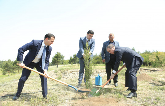 Baş prokurorun müavini, prokurorlar Gəncədə ağacəkmə kampaniyasında iştirak edib