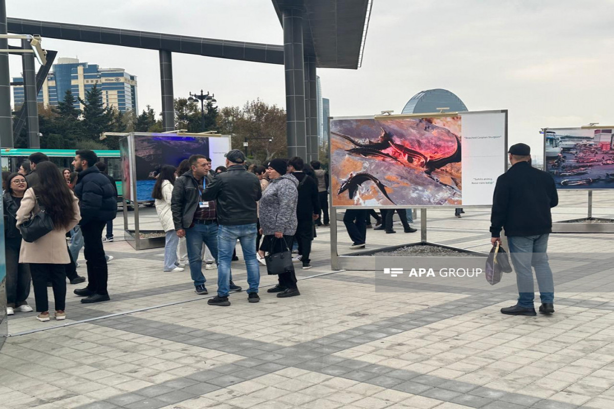 Sualtı dünyaya və dünya sularında yaşayan canlıların əhəmiyyətinə həsr olunan sərgi açılıb - FOTO 