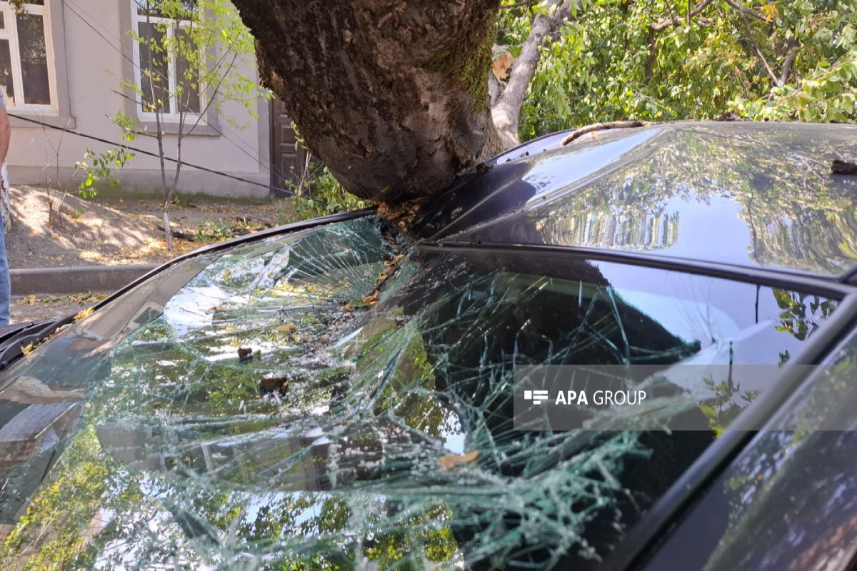 Güclü külək Qubada ağacı avtomobilin üzərinə aşırıb - FOTO 