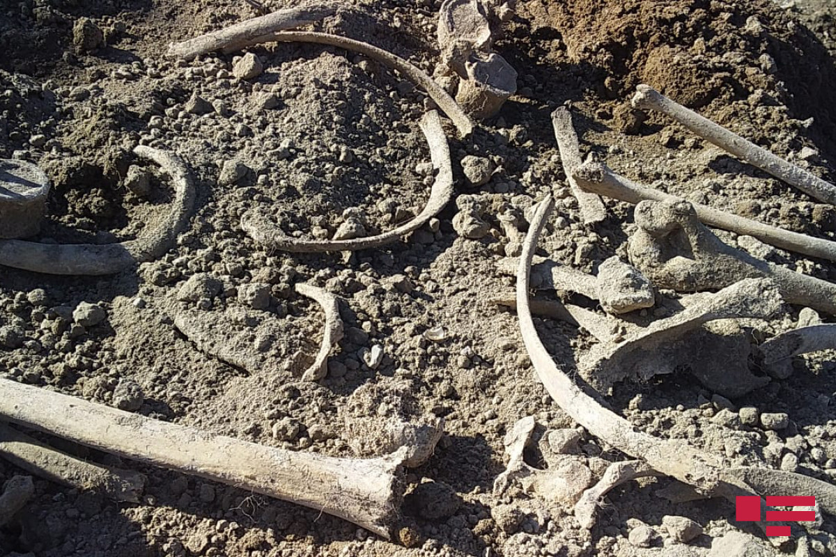 Ağdamda insan skeletinə bənzər sümük fraqmentləri aşkar edilib