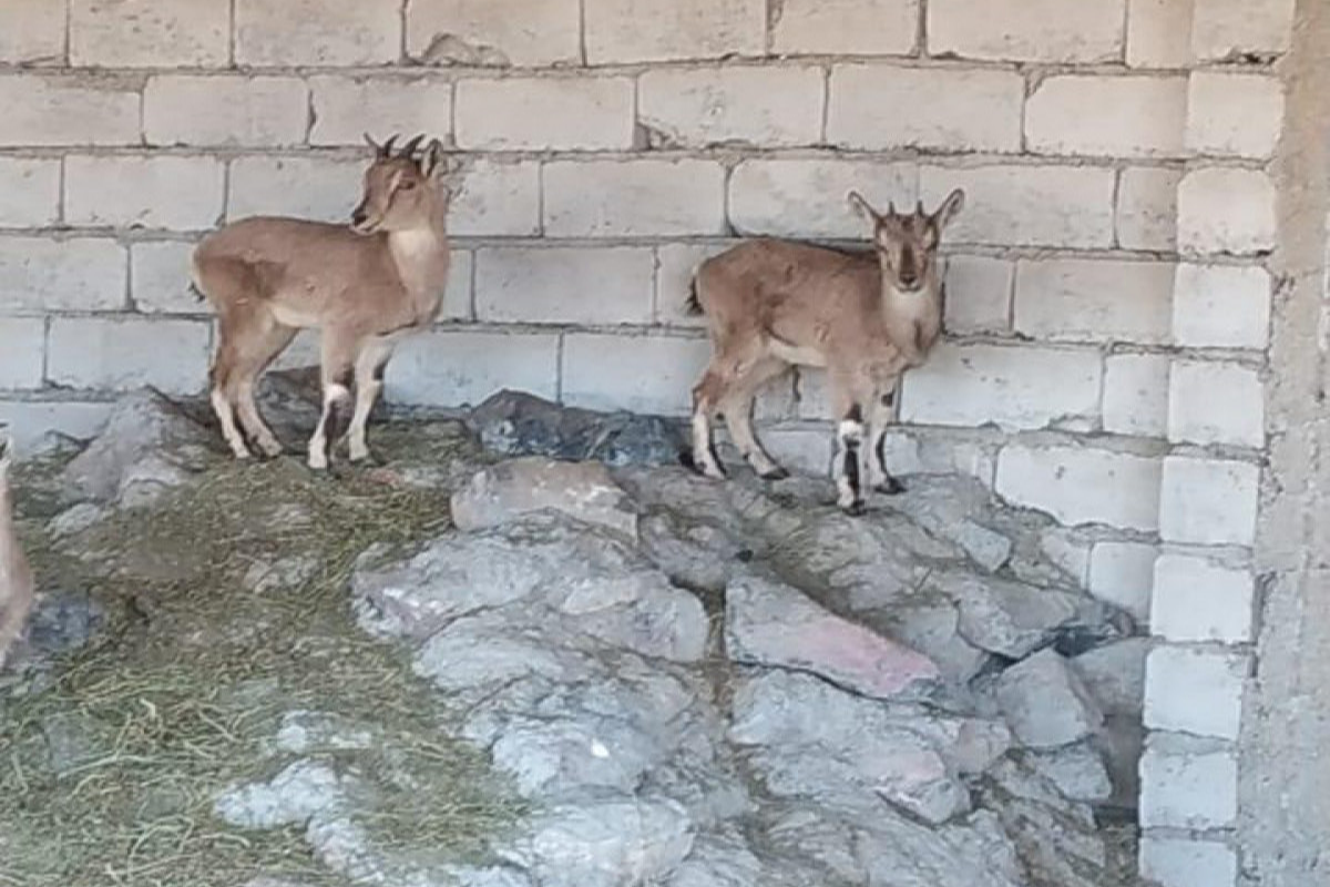 Naxçıvanda ovçu saxlanılıb, fermasında dağ keçiləri aşkarlanıb - FOTO 