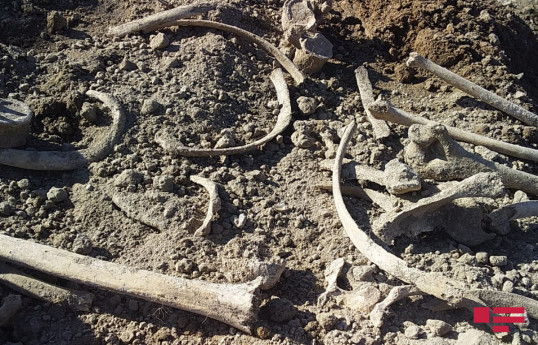 Ağdamda insan skeletinə bənzər sümük fraqmentləri aşkar edilib