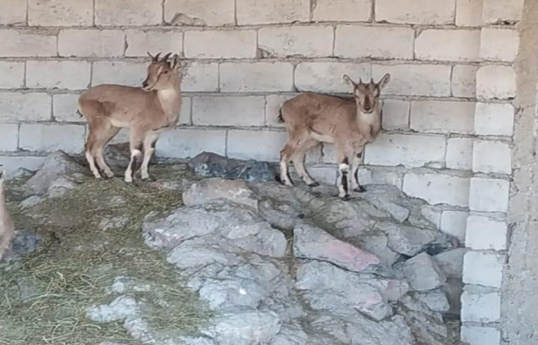 Naxçıvanda ovçu saxlanılıb, fermasında dağ keçiləri aşkarlanıb - FOTO 