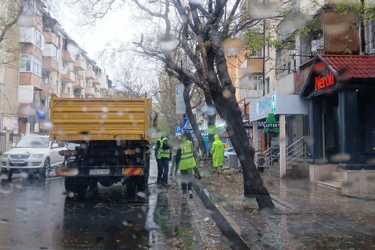Güclü külək Bakıda 55 ağacı sındırıb - FOTO  - VİDEO 