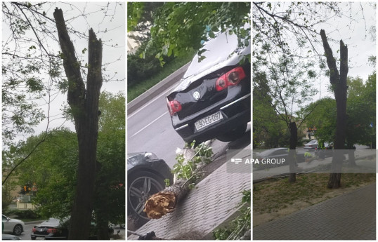 Bakıda güclü külək ağacı avtomobillərin üzərinə aşırıb - FOTO 