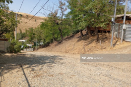 Cəlilabadda çaqqal kənd sakinlərinə hücum edib - YENİLƏNİB  - FOTO 