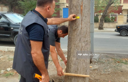 Gəncədə qurumuş və qəza yarada biləcək 500-dən çox ağacın inventarlaşdırılmasına başlanıb - FOTO 