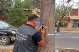 Gəncədə qurumuş və qəza yarada biləcək 500-dən çox ağacın inventarlaşdırılmasına başlanıb - FOTO 