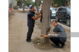 Gəncədə qurumuş və qəza yarada biləcək 500-dən çox ağacın inventarlaşdırılmasına başlanıb - FOTO 