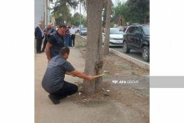 Gəncədə qurumuş və qəza yarada biləcək 500-dən çox ağacın inventarlaşdırılmasına başlanıb - FOTO 