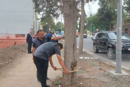 Gəncədə qurumuş və qəza yarada biləcək 500-dən çox ağacın inventarlaşdırılmasına başlanıb - FOTO 