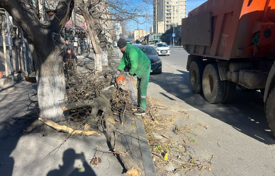 Güclü küləklə əlaqədar Bakda  8 ağac sınıb - FOTO 