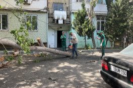 Külək Bakıda 37 ağacı sındırıb - FOTO 