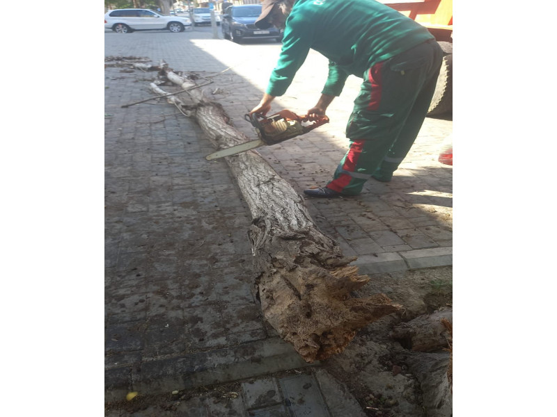 Külək Bakıda 37 ağacı sındırıb - FOTO 