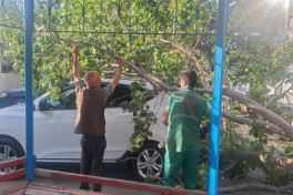 Külək Bakıda 37 ağacı sındırıb - FOTO 