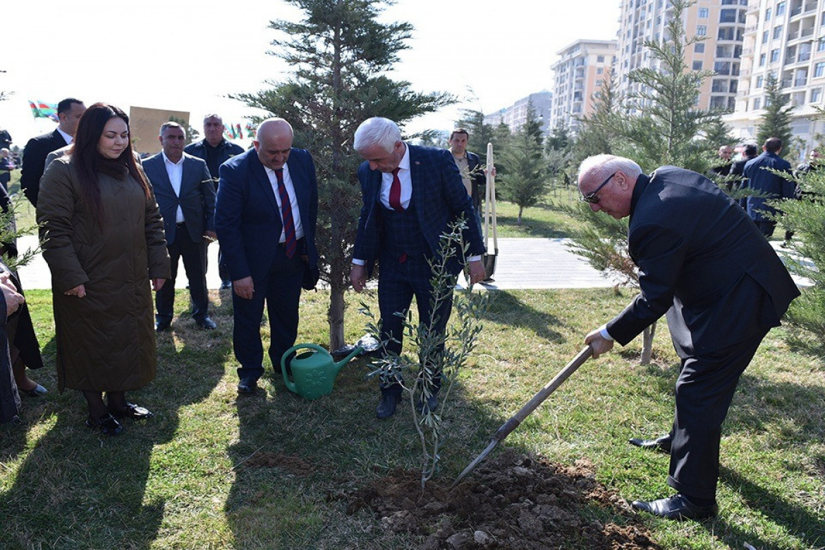 Sumqayıtda ağacəkmə aksiyası keçirilib - FOTO 