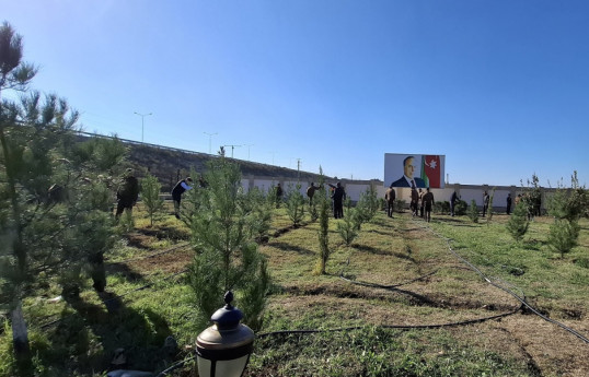 FHN-in regional mərkəzləri ağacəkmə aksiyası keçirib