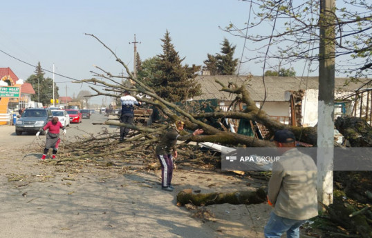 Lənkəranda külək irigövdəli ağacı yola aşırıb, 850 abonent işıqsız qalıb - FOTO 