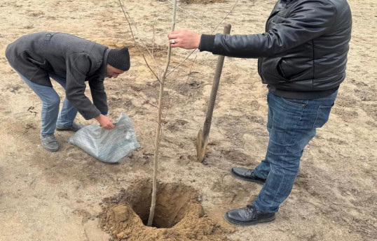 FHN-in Əsaslı Tikinti İdarəsi ağacəkmə aksiyası keçirib