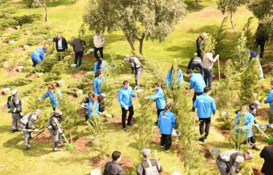 Paytaxtda növbəti ağacəkmə aksiyası keçirilib - FOTO 