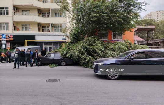 Bakıda külək irigövdəli ağacı aşırıb, bir neçə maşına ziyan dəyib - FOTO 