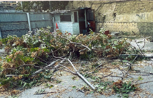 Bakıda ağacların kəsilməsi faktı üzrə 4 nəfər saxlanılıb - FOTO 