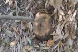 Yardımlı və Xaçmazda ağacların kəsilməsi faktı araşdırılır  - FOTO  - YENİLƏNİB 