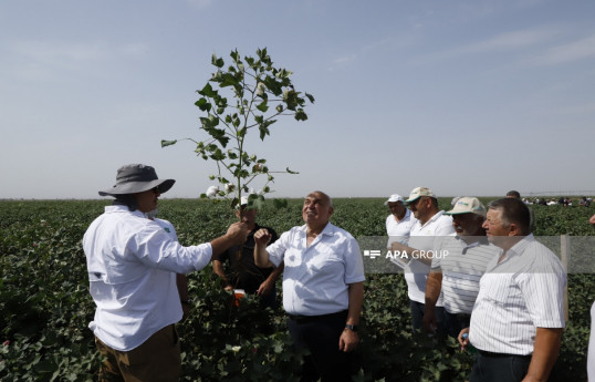 “Prime Cotton” Yevlaxda pambıqçılar üçün “Açıq tarla günü” keçirib - FOTO 