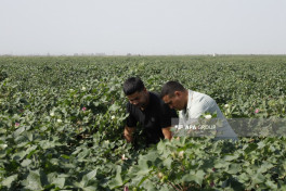 “Prime Cotton” Yevlaxda pambıqçılar üçün “Açıq tarla günü” keçirib - FOTO 