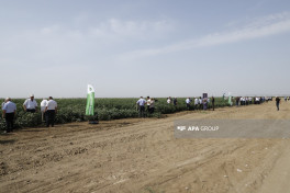 “Prime Cotton” Yevlaxda pambıqçılar üçün “Açıq tarla günü” keçirib - FOTO 