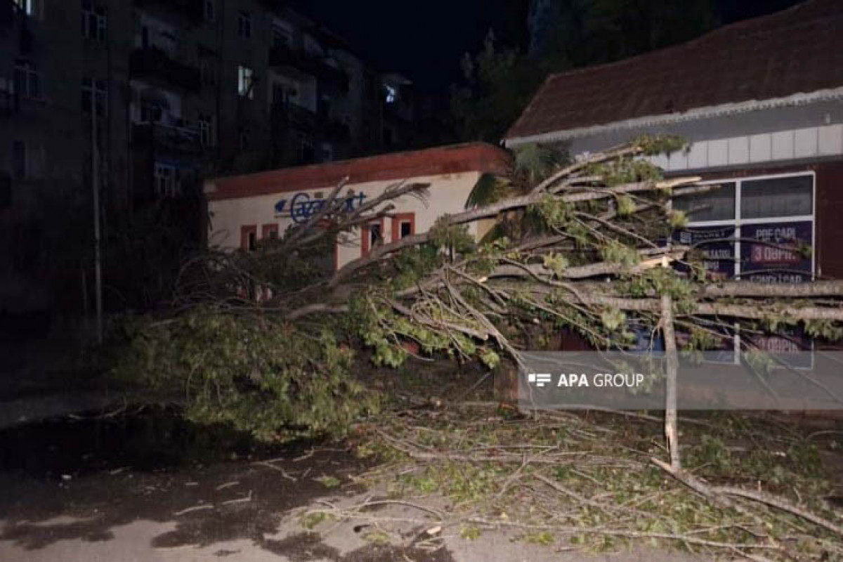 Lənkəranda əsən güclü külək rayon ərazisində bir sıra fəsadlar törədib - FOTO 