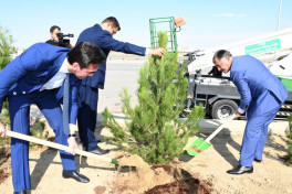 Bakıda növbəti ağacəkmə aksiyası keçirilib