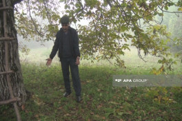 Şəkidə 65 yaşlı kişi qoz ağacından yıxılaraq ölüb - FOTO 