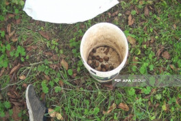 Şəkidə 65 yaşlı kişi qoz ağacından yıxılaraq ölüb - FOTO 