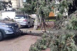 Güclü külək Bakıda irigövdəli ağacı aşırıb, avtomobillərə ziyan dəyib - VİDEO  - FOTO 