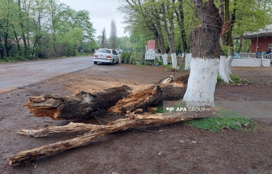 Lənkəranda ağac avtomobilin üstünə aşıb, qayınana və gəlin xəsarət alıb- FOTO 