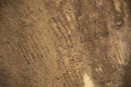 Qobustan qoruğunda yeni qayaüstü təsvirlər aşkar olunub - FOTO 