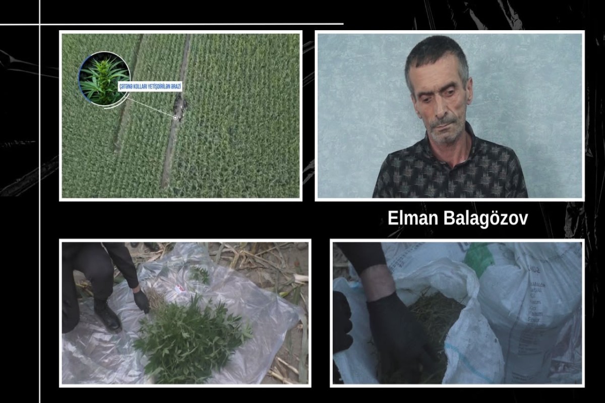 Balakəndə qarğıdalı sahəsində külli miqdarda narkotik aşkarlanıb