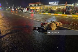 Ağstafada maşın atı vurub, sürücü xəsarət alıb