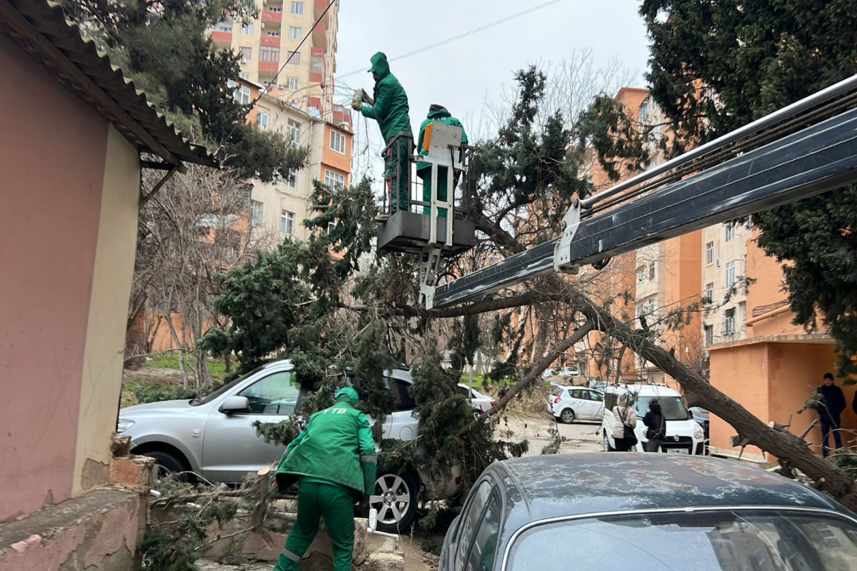 Bakıda güclü külək 40-a yaxın ağacı sındırıb - YENİLƏNİB 
