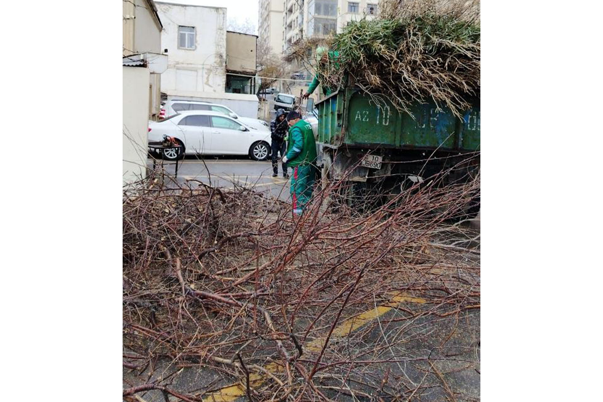Bakıda güclü külək nəticəsində 9 ağac sınıb