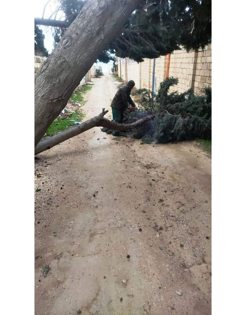 Bakıda güclü külək nəticəsində 9 ağac sınıb