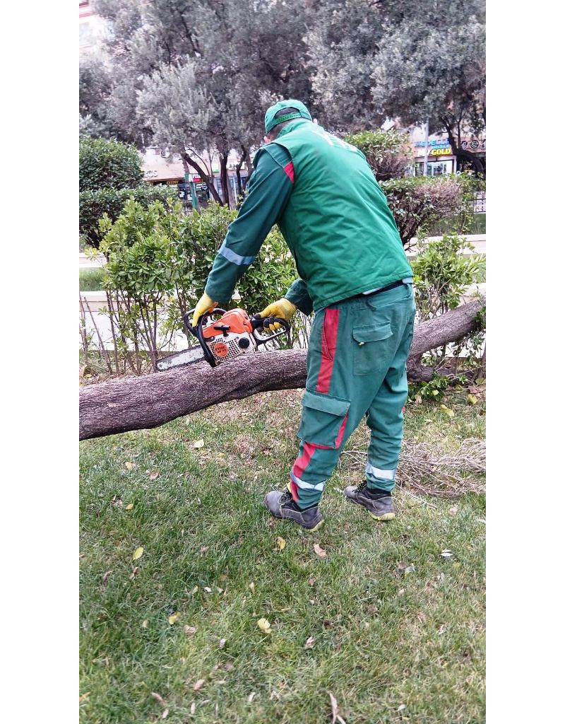 Bakıda güclü külək nəticəsində 9 ağac sınıb