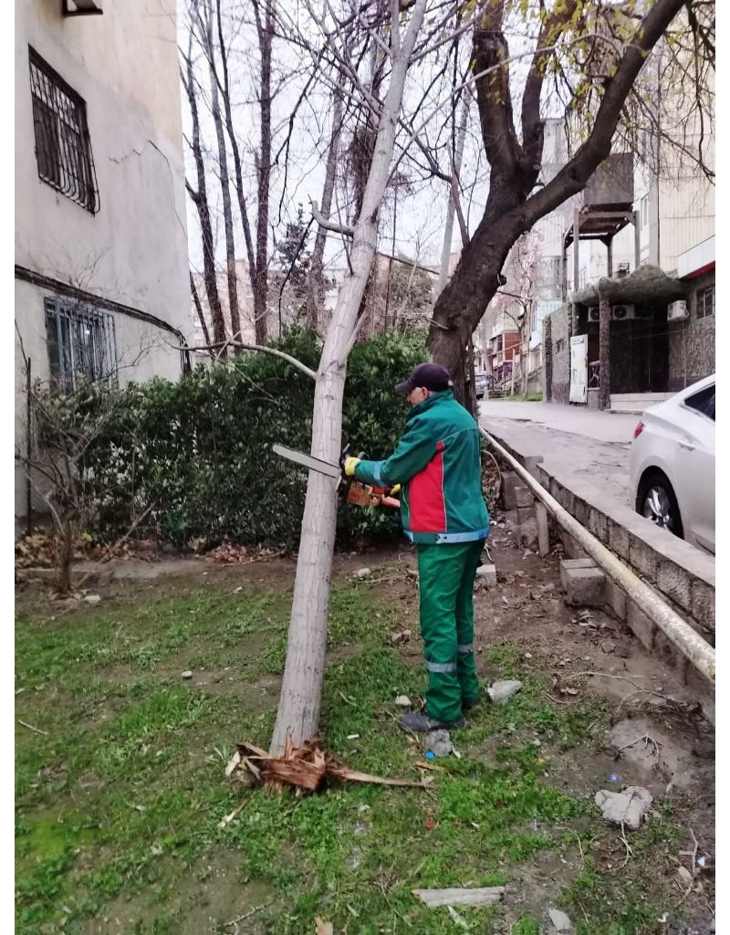 Bakıda güclü külək nəticəsində 9 ağac sınıb
