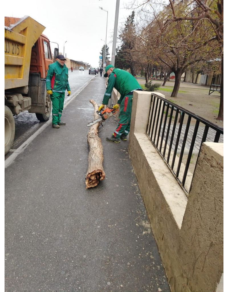 Bakıda güclü külək nəticəsində 9 ağac sınıb