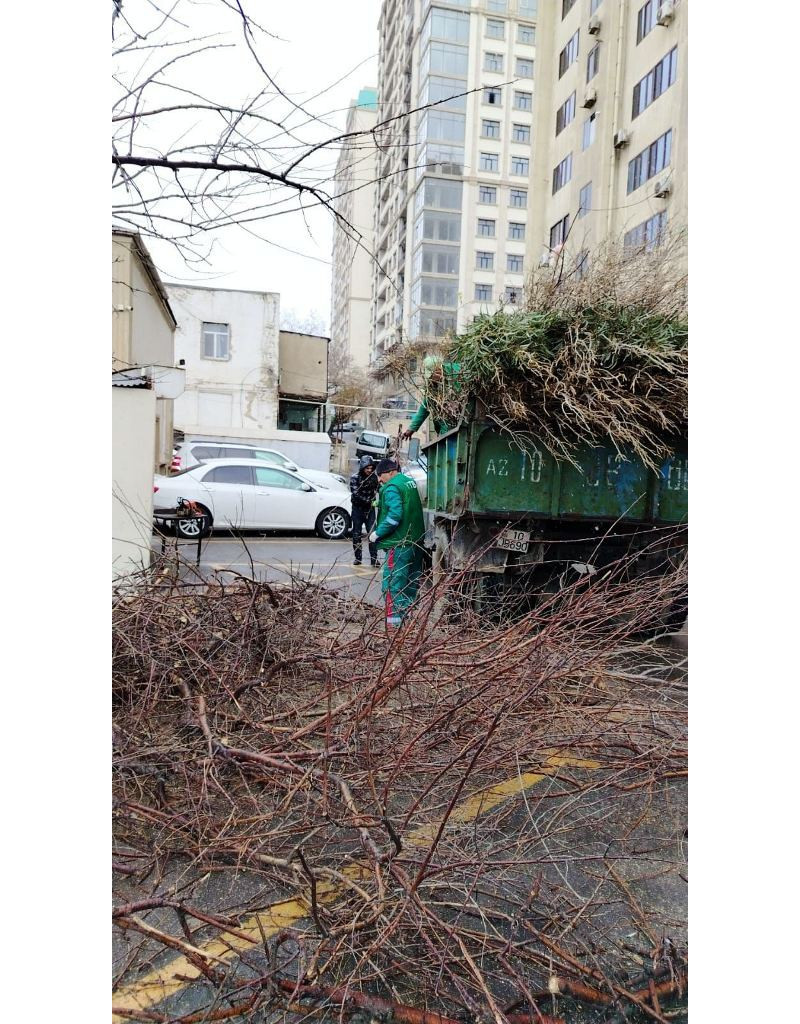 Bakıda güclü külək nəticəsində 9 ağac sınıb