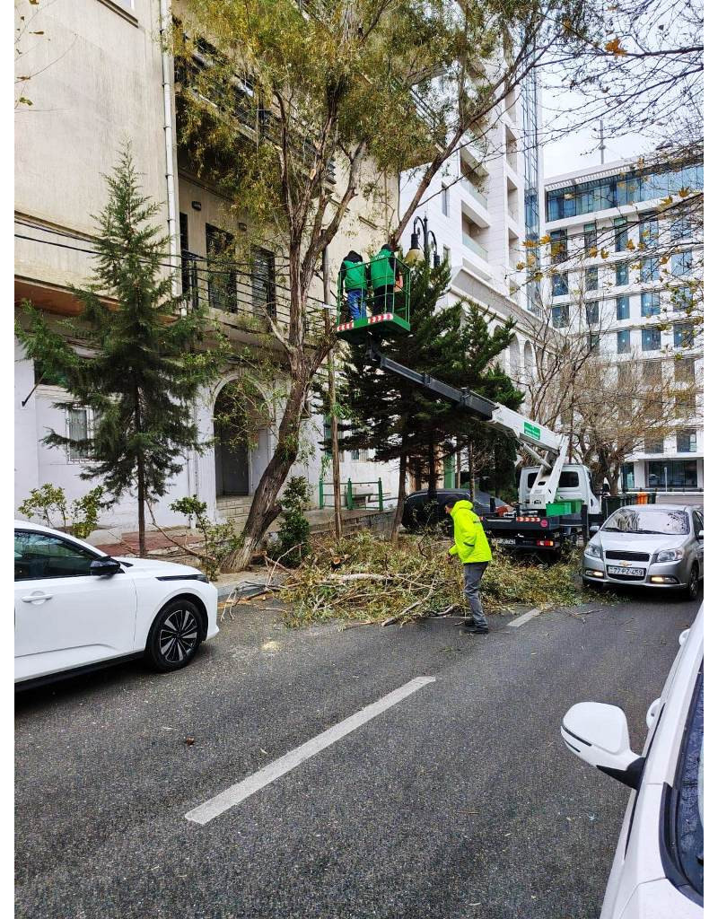 Bakıda güclü külək nəticəsində 9 ağac sınıb