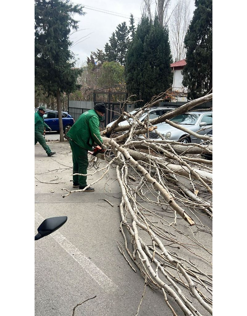 Bakıda güclü külək nəticəsində 9 ağac sınıb